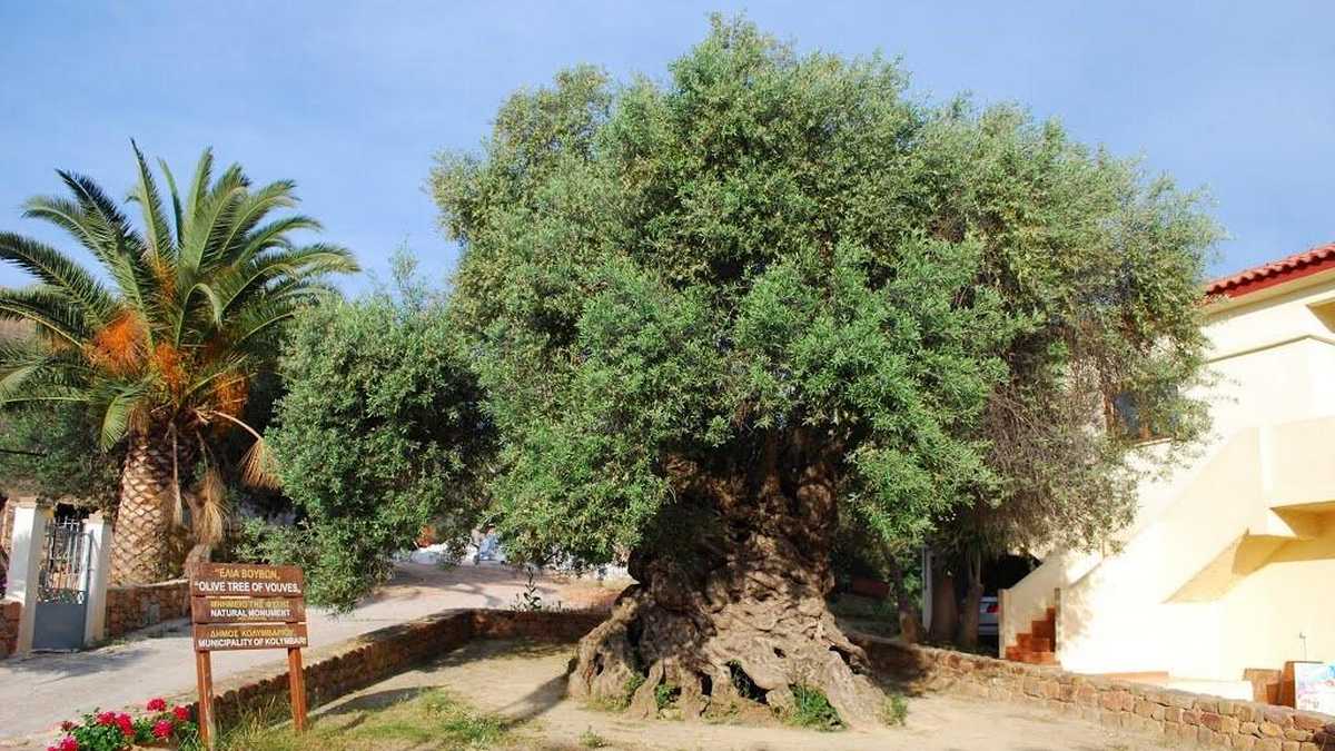 музей Оливкового дерева Крит Греция