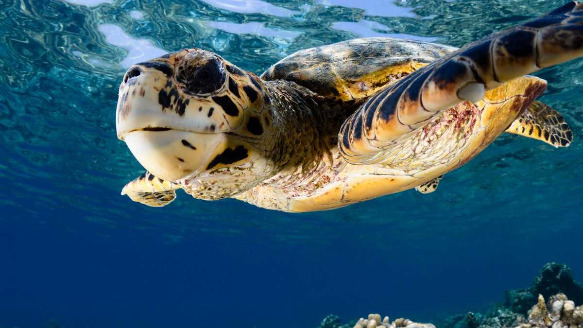 морские черепахи на Мальдивах