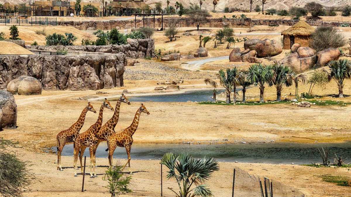 Зоопарк в Аль-Айне ОАЭ